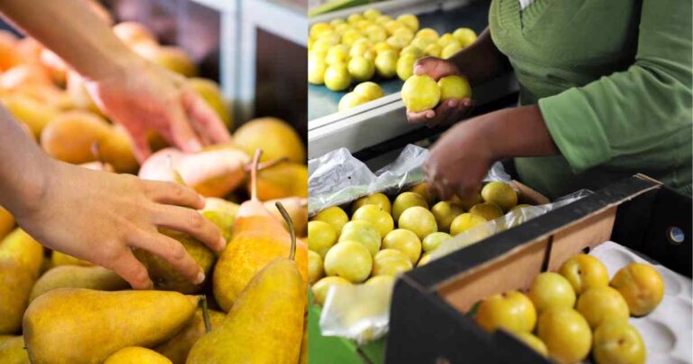 Oportunidad Laboral: Empacador de Frutas – Trabajo Independiente, Flexible y Fundamental en la Cadena Alimentaria