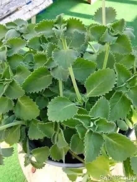 ¿Tomar té de orégano todos los días? Esto es lo que muchas aseguran que ocurre en el cuerpo