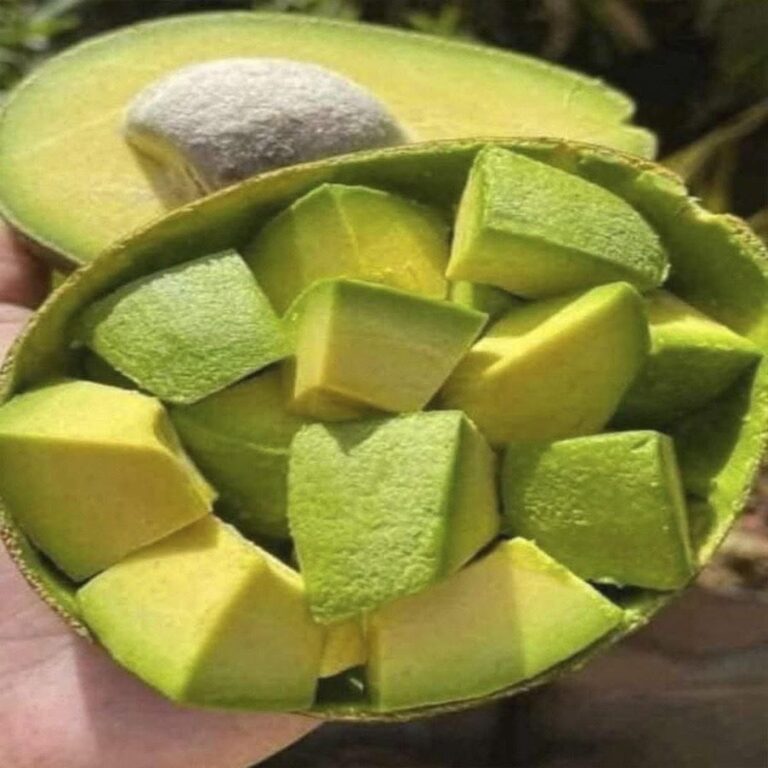 El Aguacate Puede Ser Peligroso Si Lo Consumes En Exceso, Advierten Especialistas