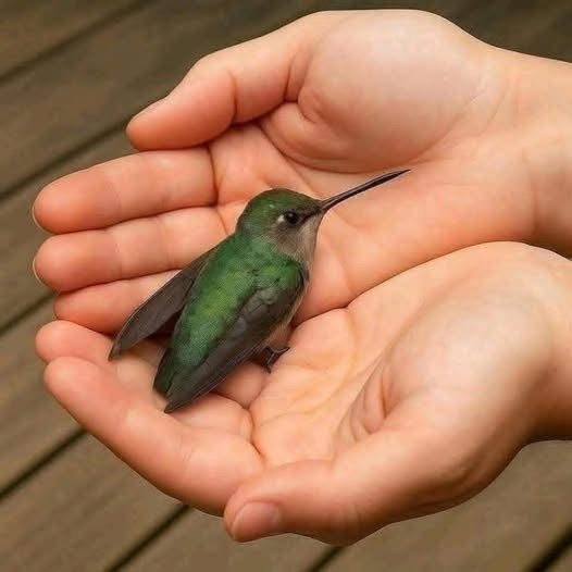 Lo Que Muchas Personas Creen Cuando Un Colibrí Aparece Cerca De Su Casa