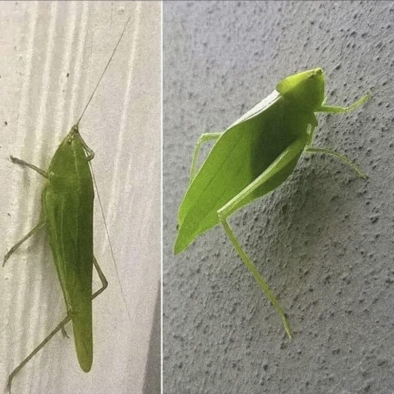 El Extraño Insecto Verde Que Se Volvió Viral: Lo Que Muchas Personas Creen Que Significa