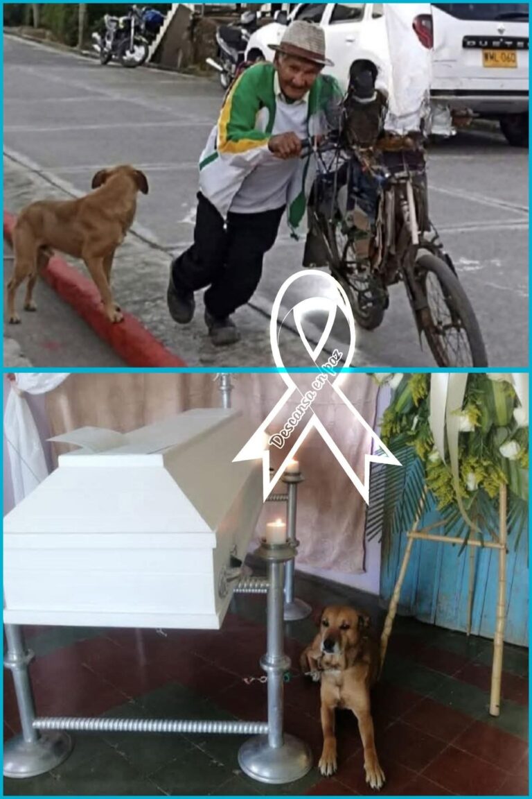 😢 El perrito no quiso separarse del ataúd de su dueño y la escena rompió corazones