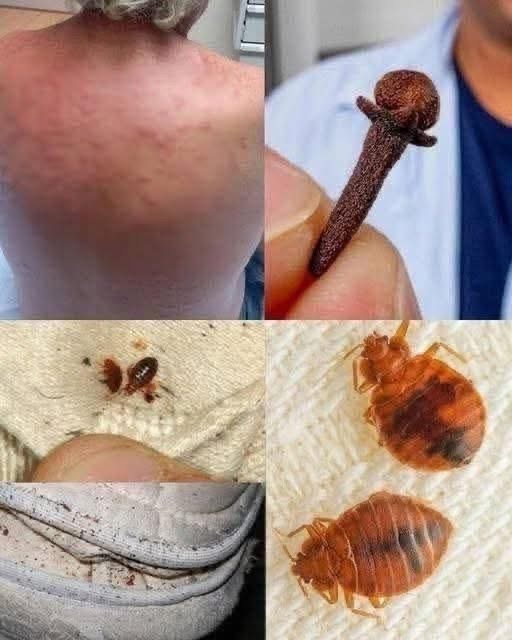 ⚠️ Si ves estos insectos en tu cama, tu salud y tu hogar podrían estar en riesgo (lo que debes saber urgente)