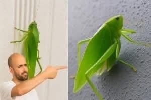 😨 El verdadero significado de que este insecto verde llegue a tu casa está sorprendiendo a miles