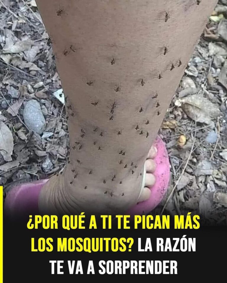 🦟 ¿Por qué los mosquitos te pican más a ti? La razón real te va a sorprender